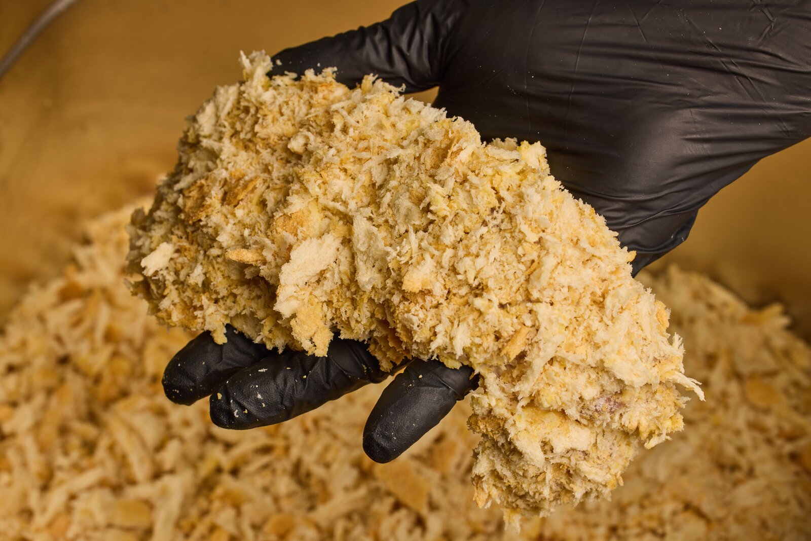 A gloved hand lifting a cutlet thickly coated in coarse panko crumbs from a tub of breadcrumbs
